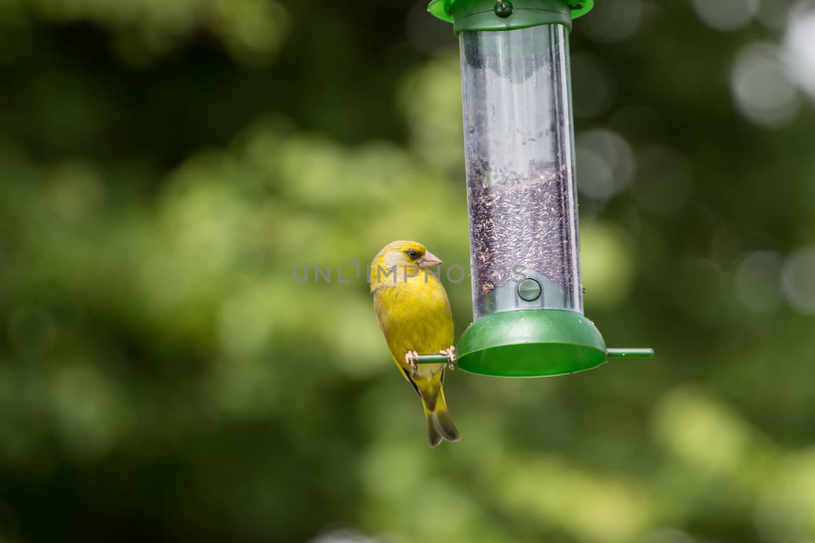 Greenfinch (Carduelis Chloris) feeding on nyjer seed from a feeder