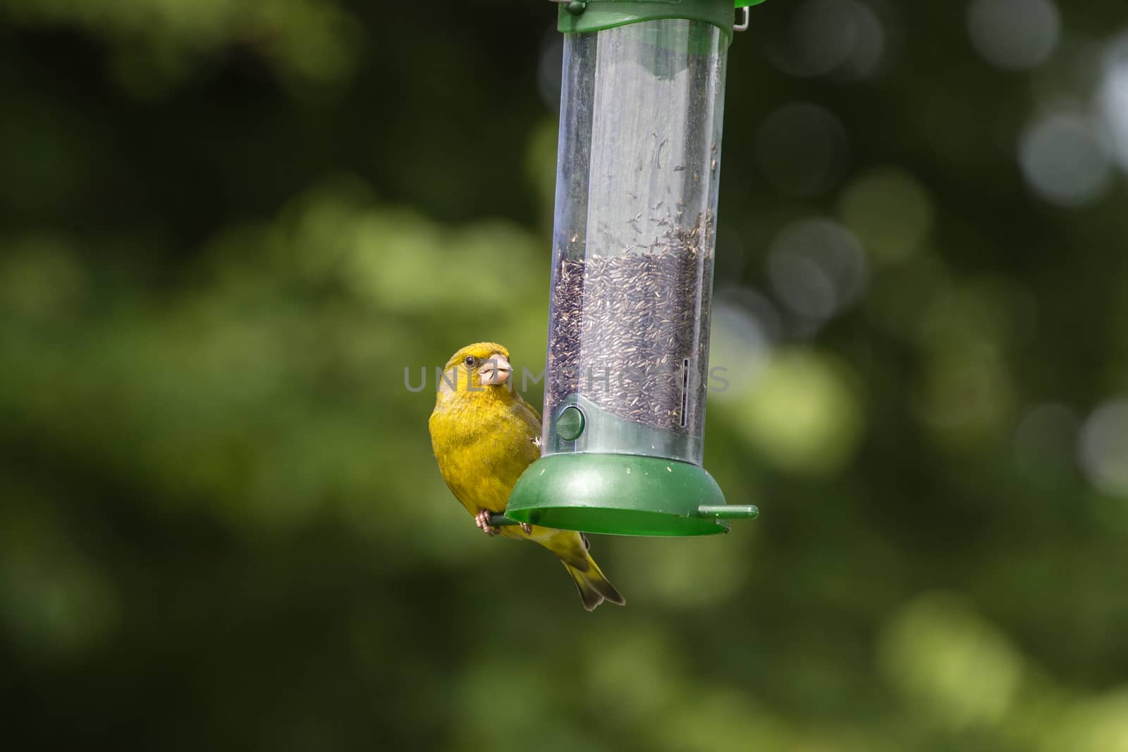 Greenfinch (Carduelis Chloris) feeding on nyjer seed from a feeder