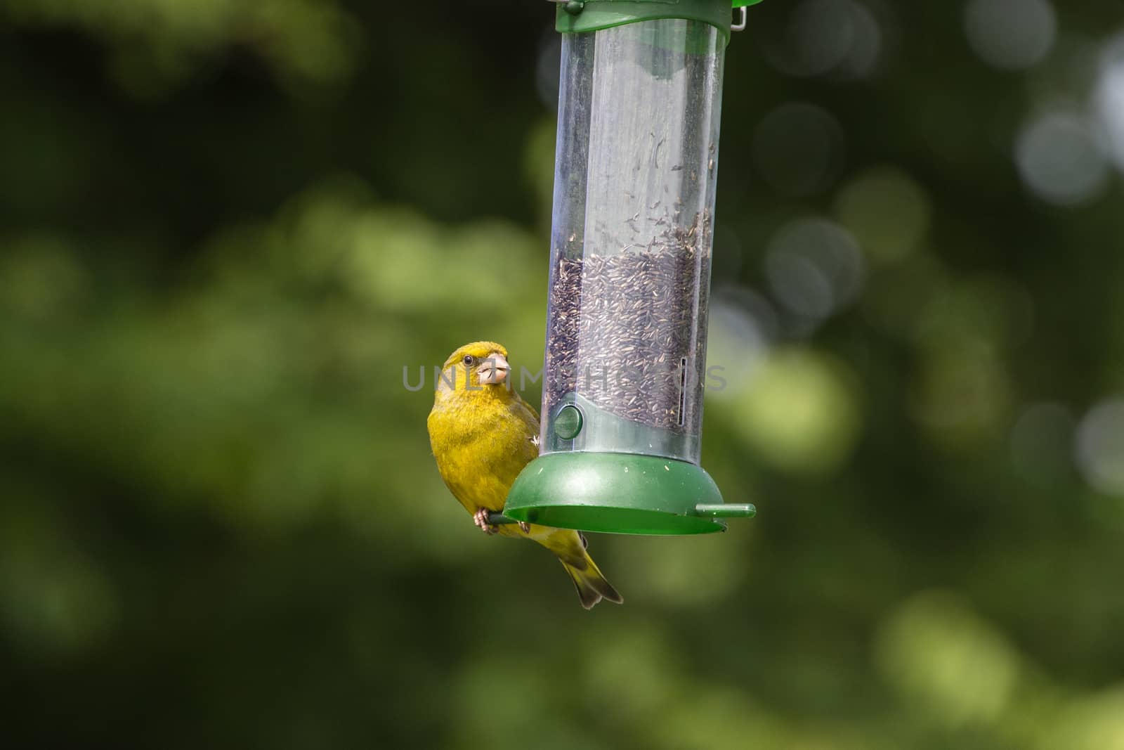 Greenfinch (Carduelis Chloris) feeding on feeder by IanSherriffs