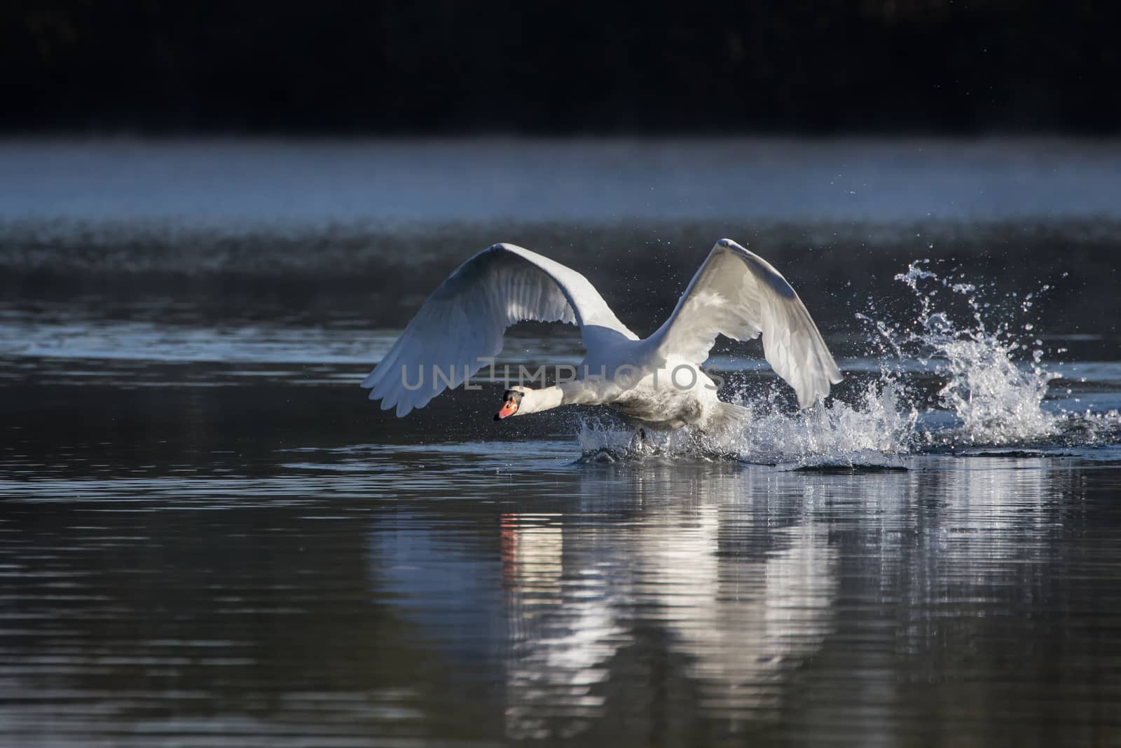 Mute Swan (Cygnus Olor) taking off into flight from a lake