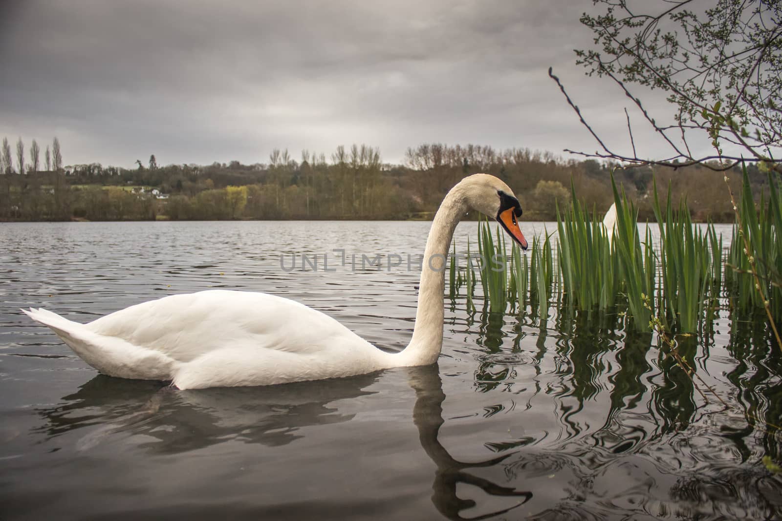 Mute Swan (Cygnus Olor) on lake by IanSherriffs
