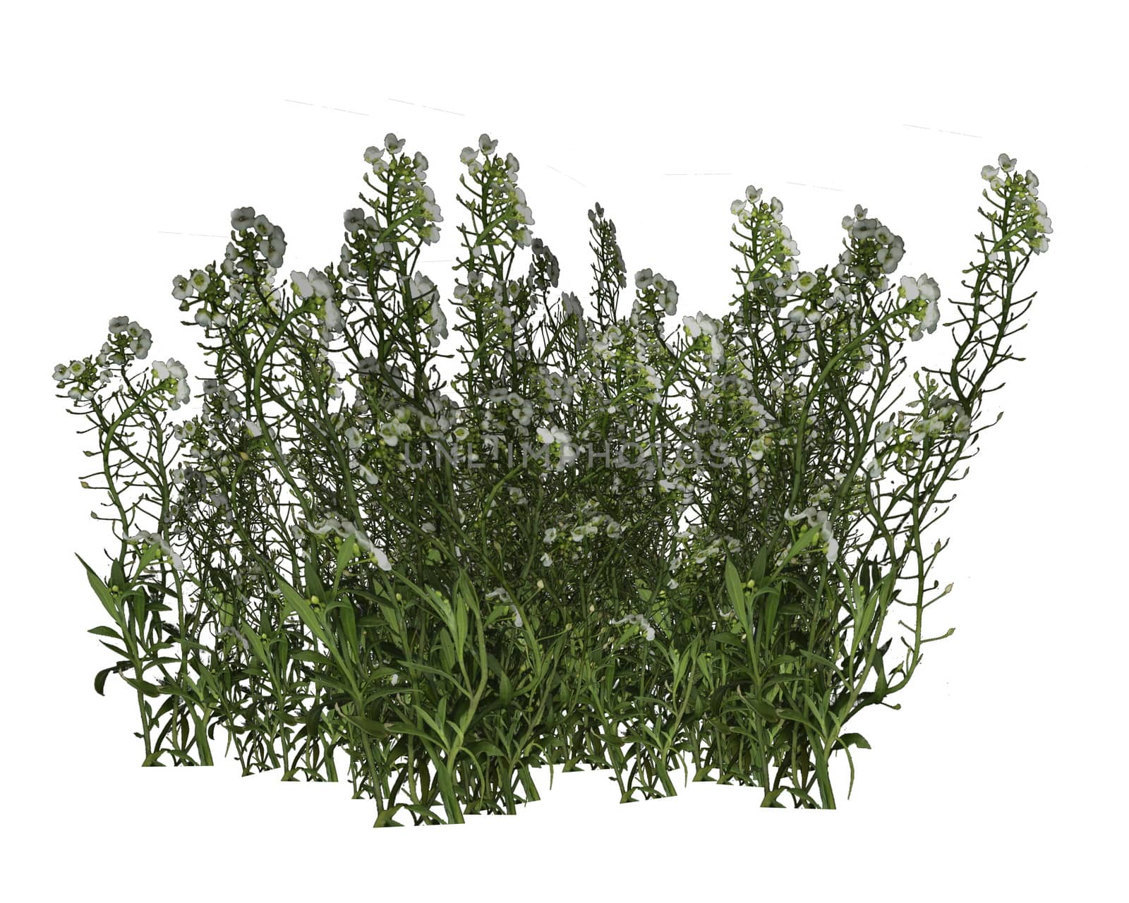 Green grass and flowers isolated in white background - 3D render