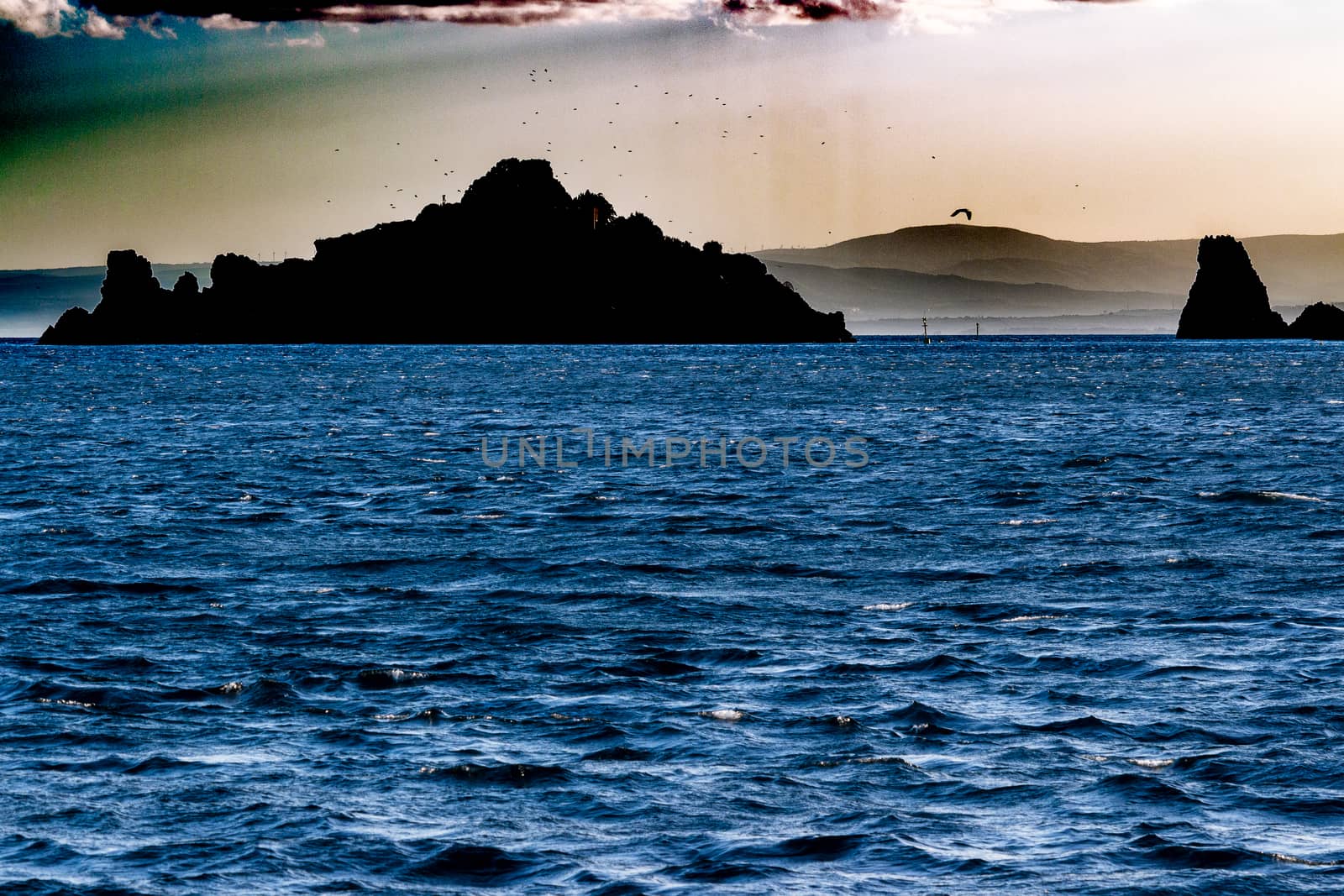 a flock of seagulls in the sunset of an autumn sea