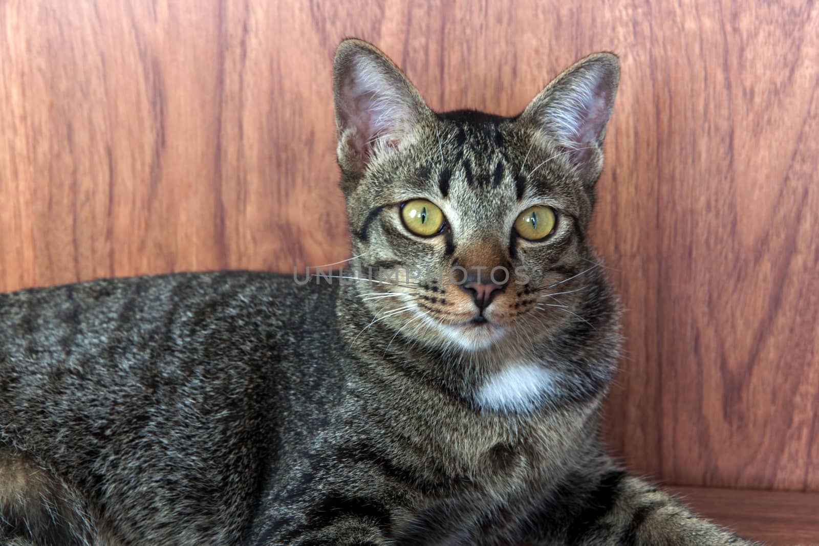 Cat tabby gaze ducking on a wooden floor 