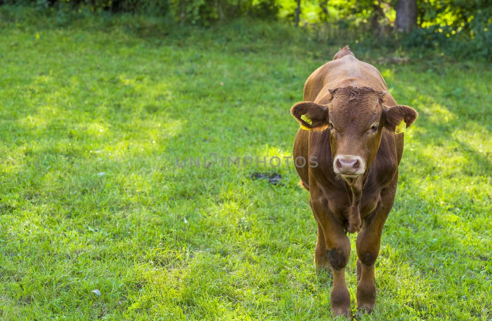 Image with a brown young cow in a green meadow, at a farm in south Germany, near the village Schwabisch Hall