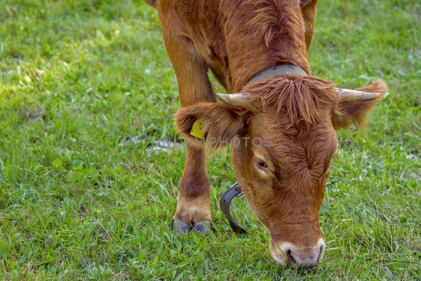 Young cow grazing by YesPhotographers