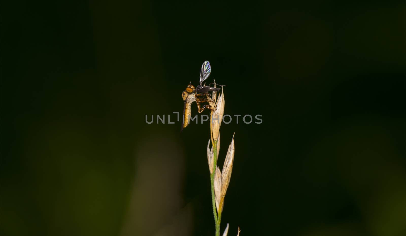 Robbery Fly by pazham