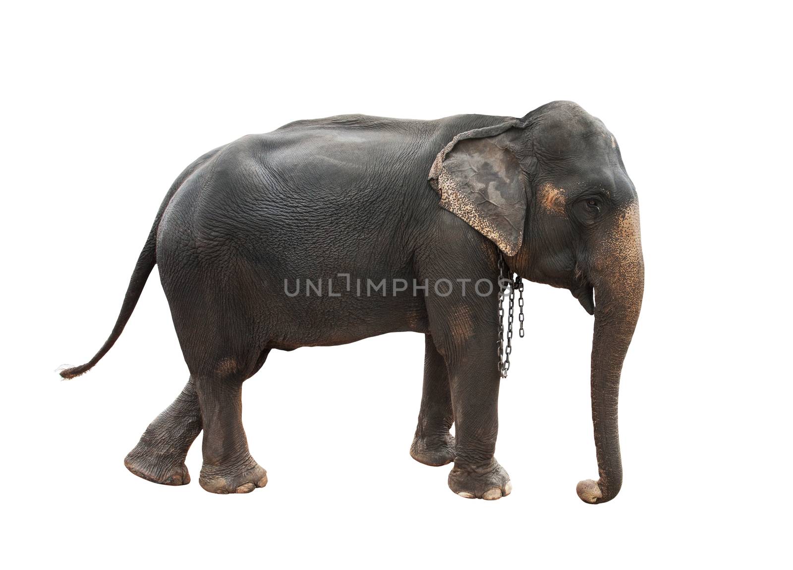 full body side view of female indian elephant with steel chain on neck isolated white background