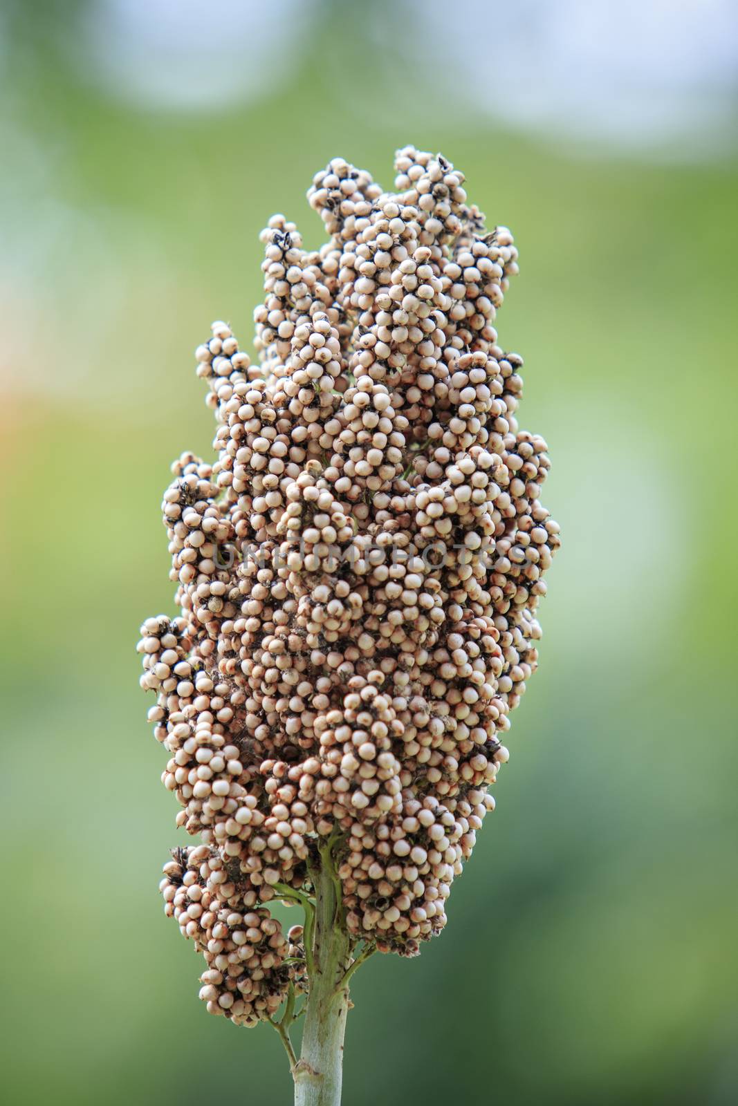 close up sorghum plant against green blur background by khunaspix