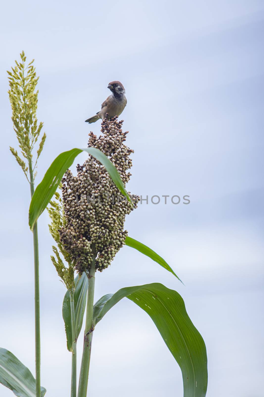 sparrow bird on sorghum plant and white blue sky by khunaspix