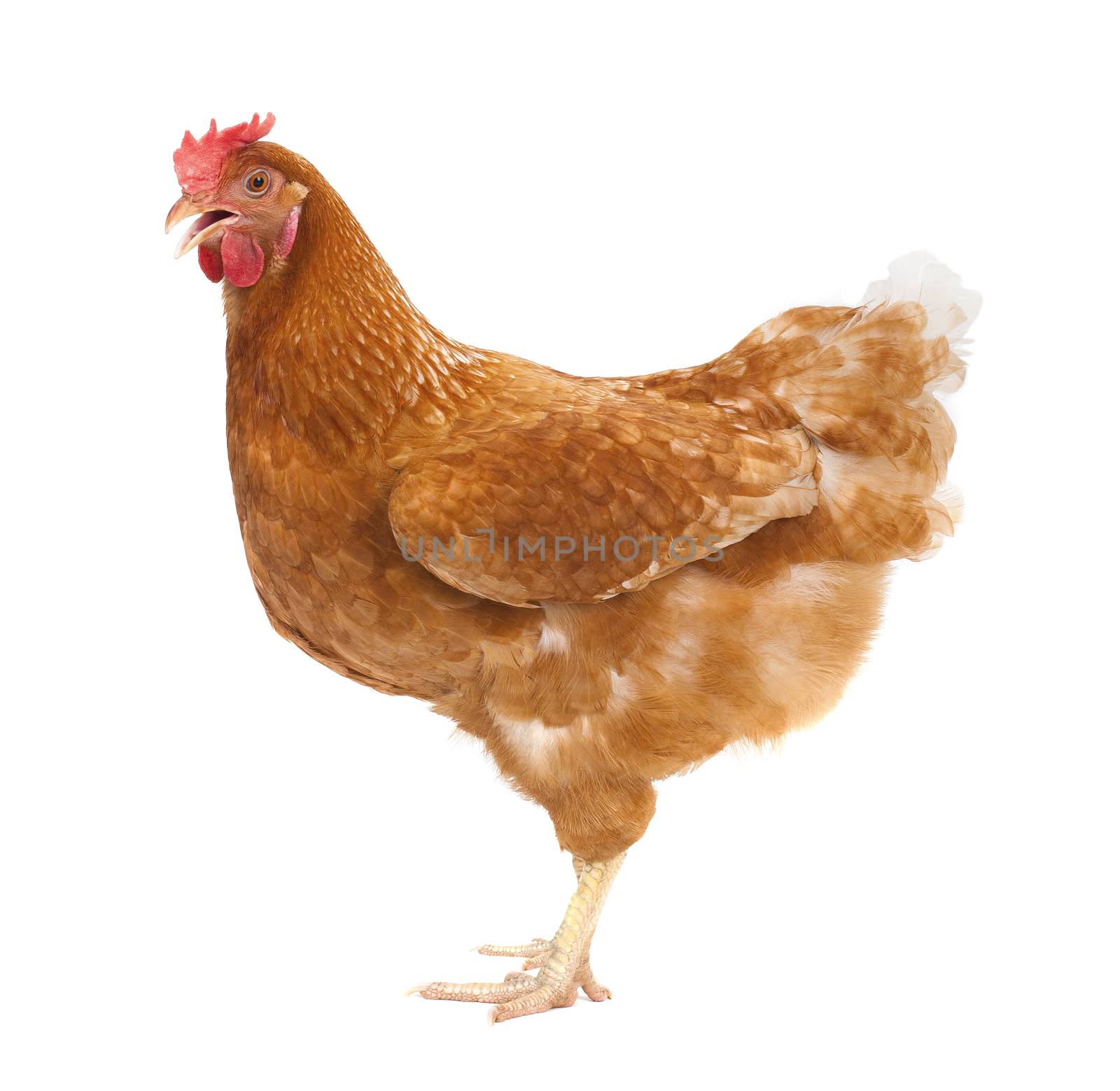 full body of brown chicken ,hen standing isolated white backgrou by khunaspix