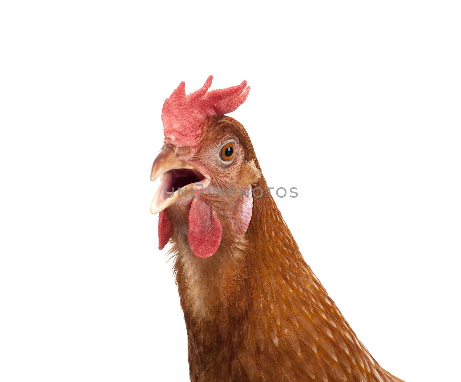 close up head of chicken hen isolate white background by khunaspix