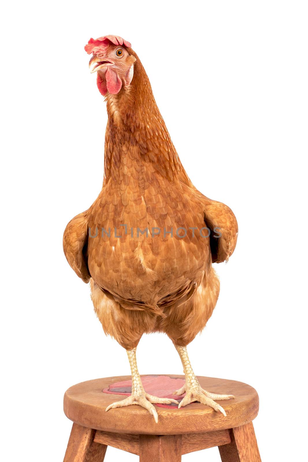 rooster standing on wood path isolated white background