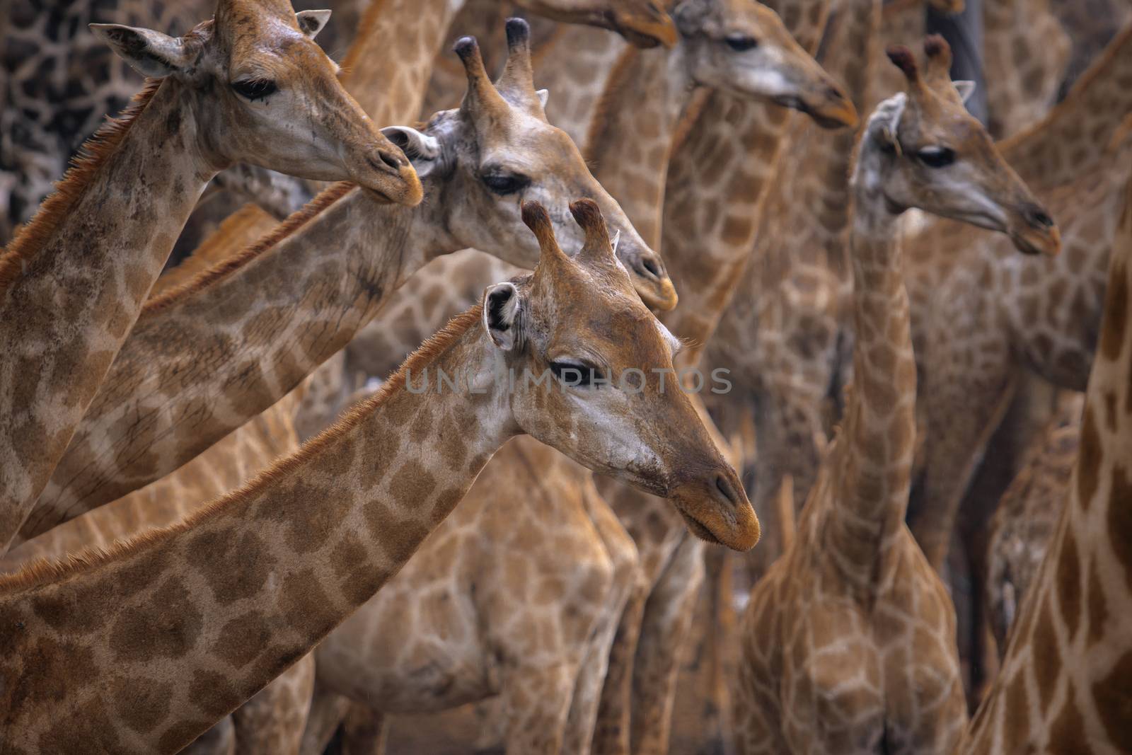 flock of giraffe in wild by khunaspix