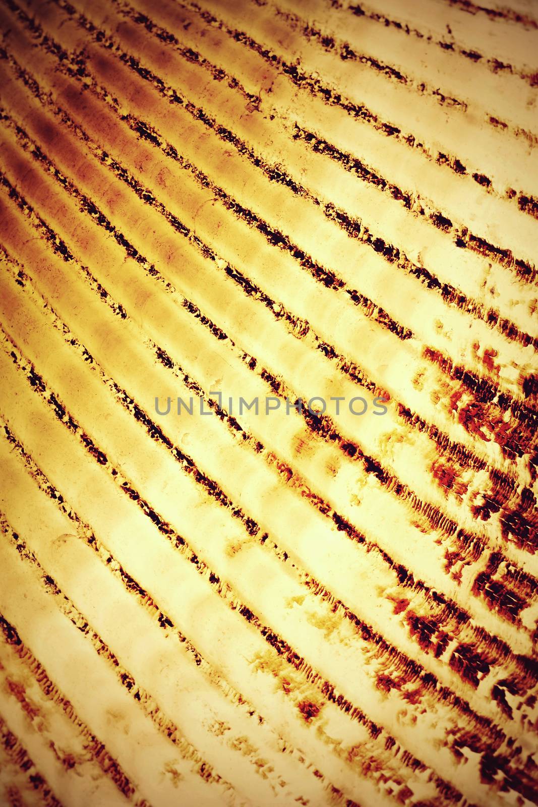 background or texture abstract pattern on the shell