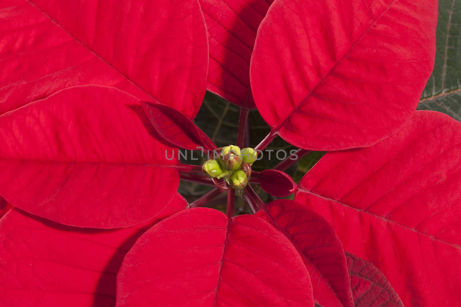 Red flower of Christmas Poinsettia, close up.