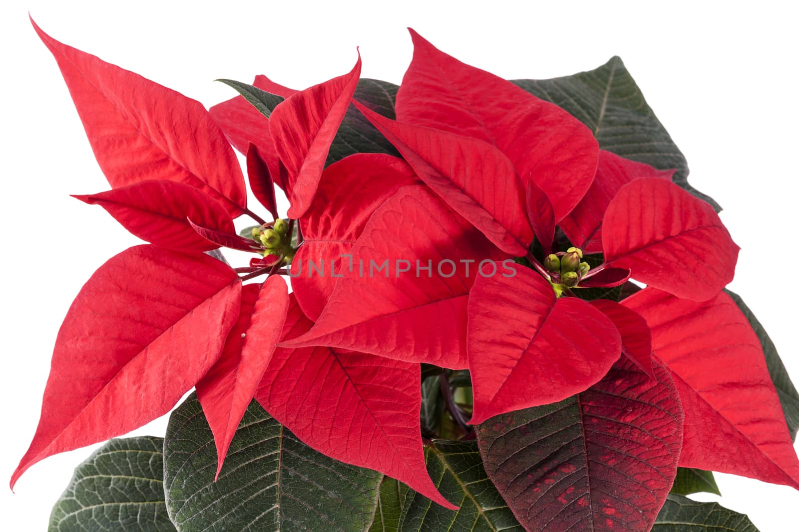 Flowers of Christmas Poinsettia isolated on white background by mychadre77