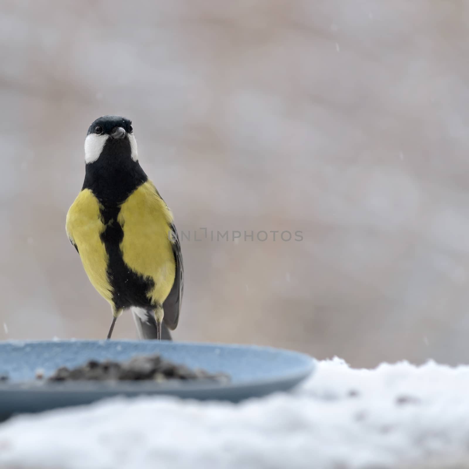 Bird great tit at the feeders of sunflower seeds, winter and the snow falls. Selective focus. Plenty of space for text.