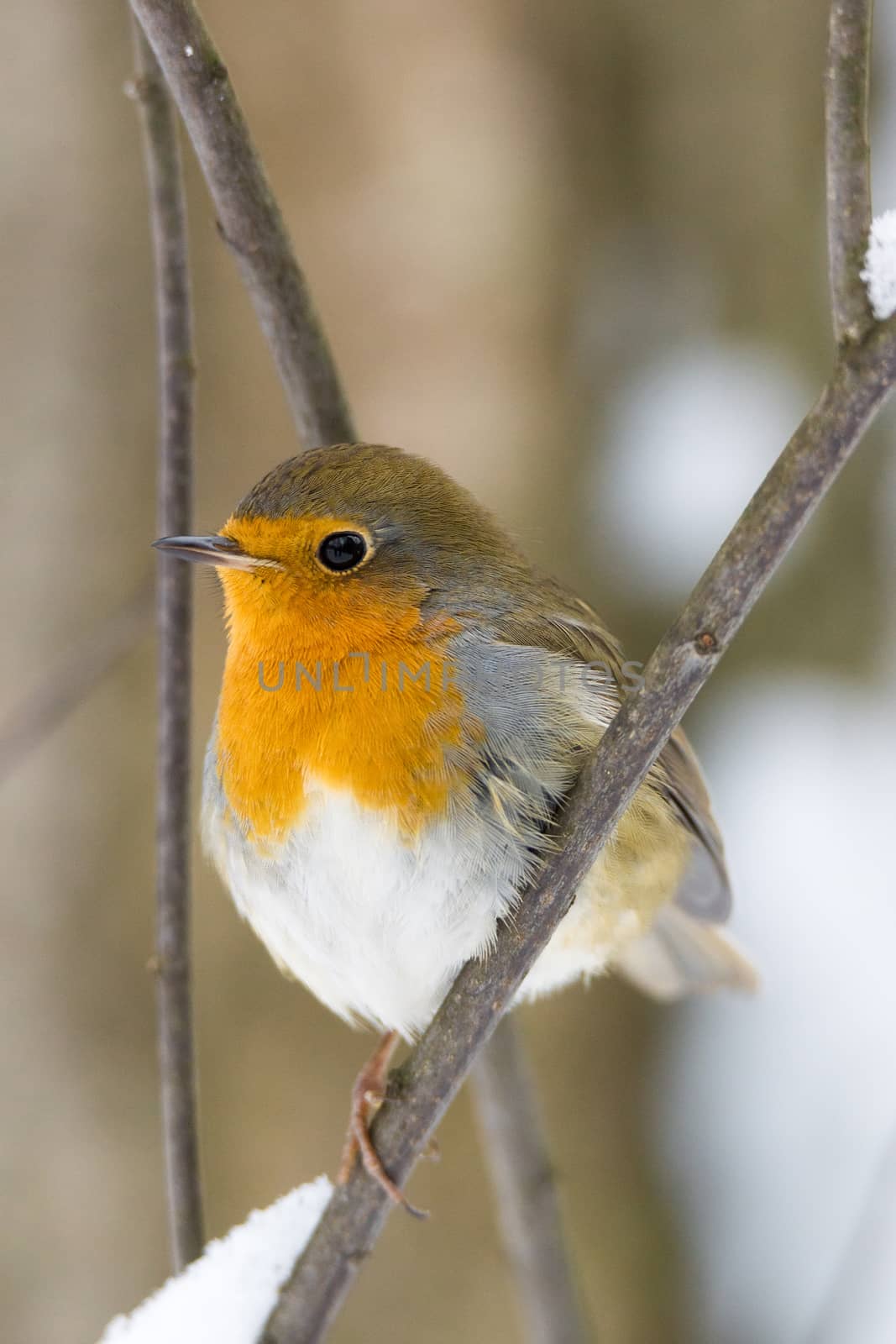 The photo shows a robin on a branch