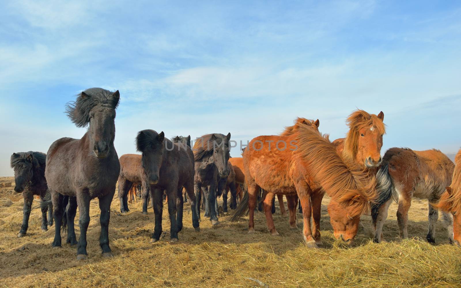 Icelandic horses feeding on field