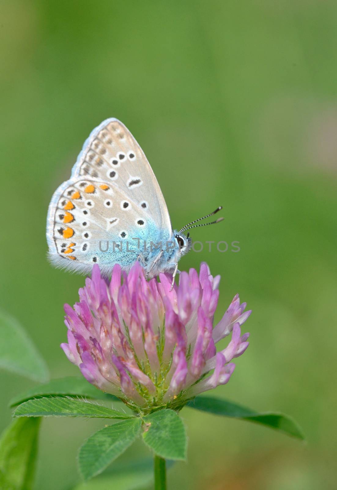 Common Blue (Polyomathus icarus) butterfly on flower