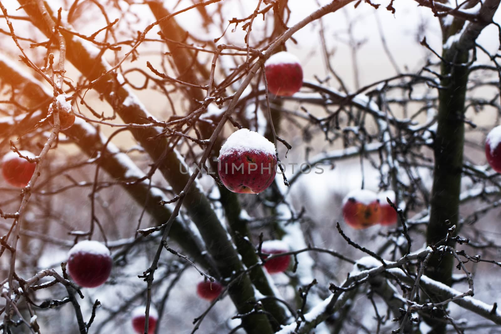 red apples under the snow. Apples on a Tree Under Fresh Snow. Red apples on an apple-tree covered with snow