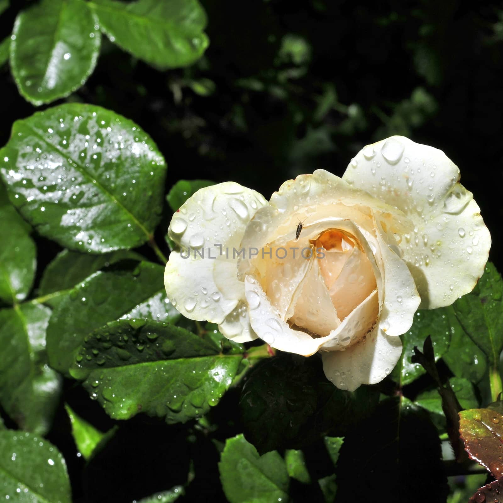 Flowering rose with raindrops in the garden on a sunny day