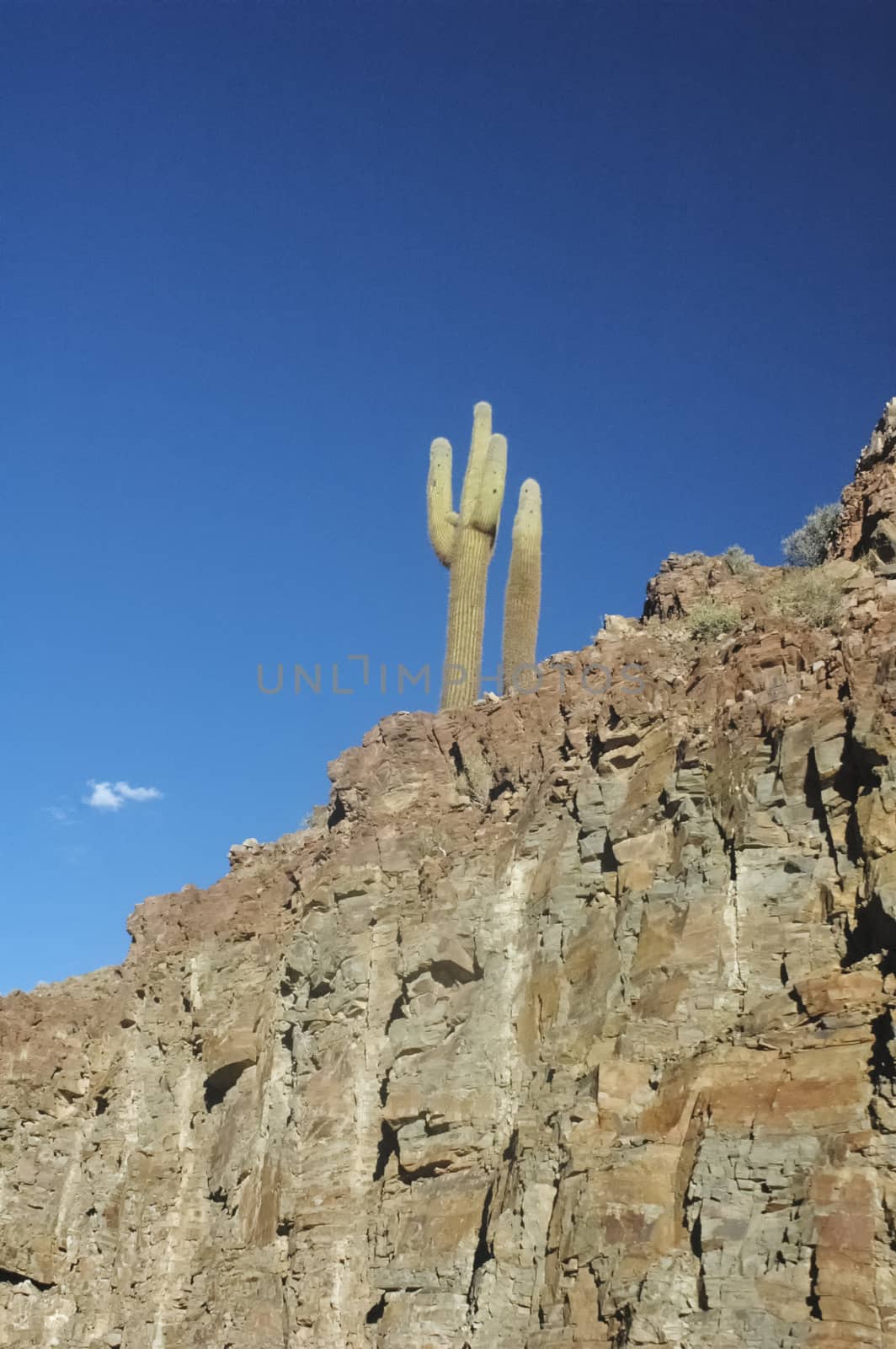 View of a cactus in the Andes