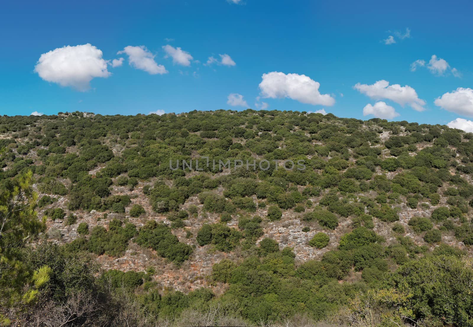 Green hill covered with bushes