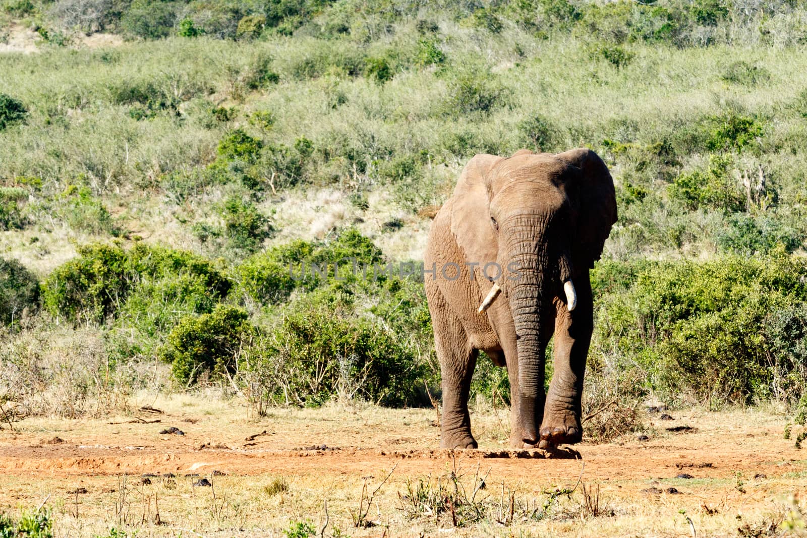 African Elephant lifting his leg in his walk.