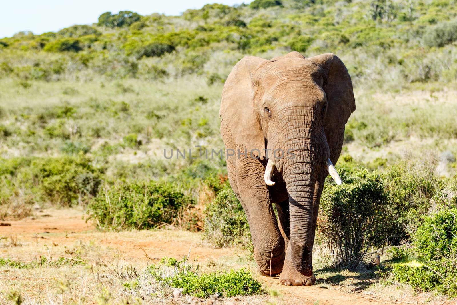 African Bush Elephant storming down the hill full speed.