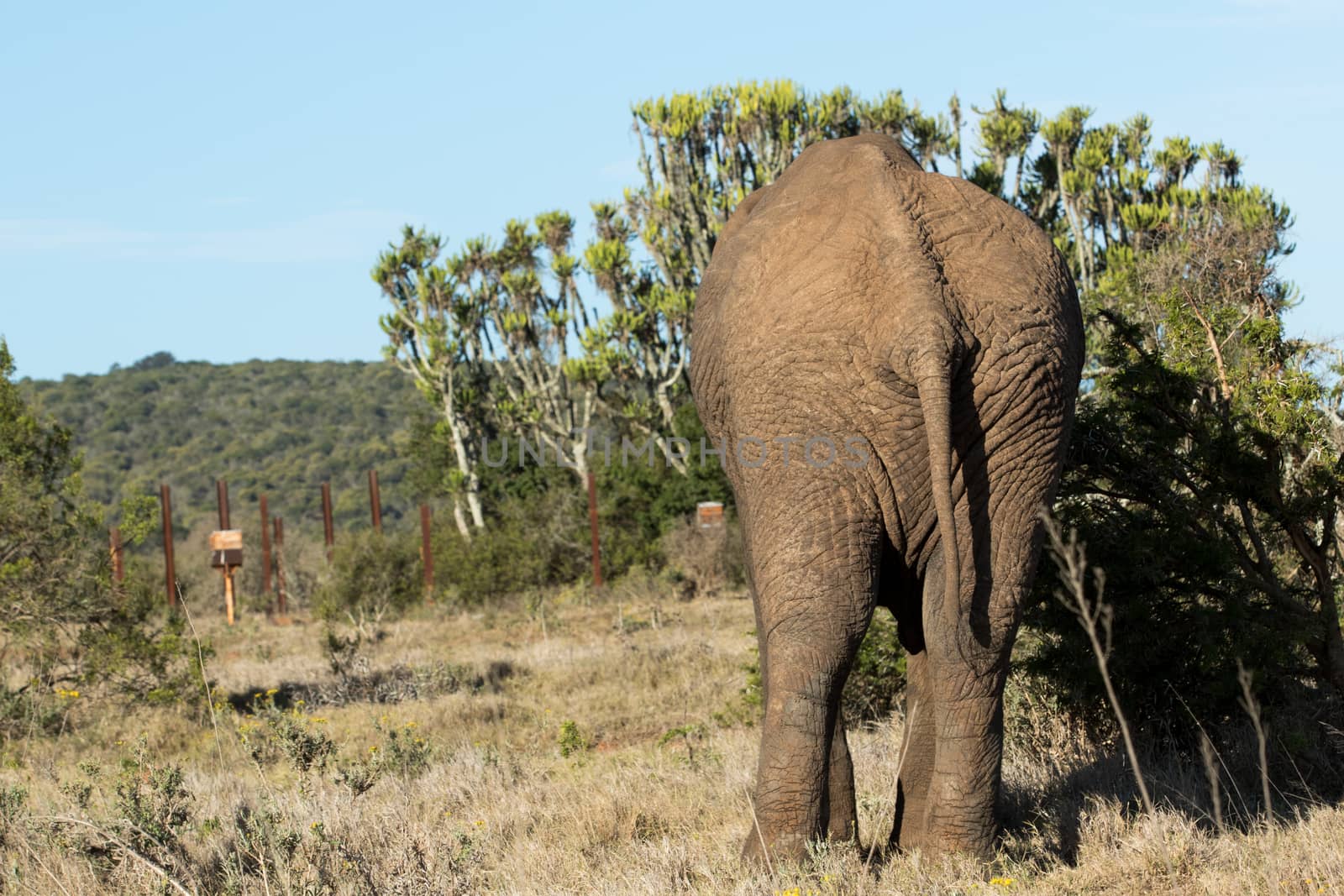 Backside of an Elephant standing at the bushes in the field.