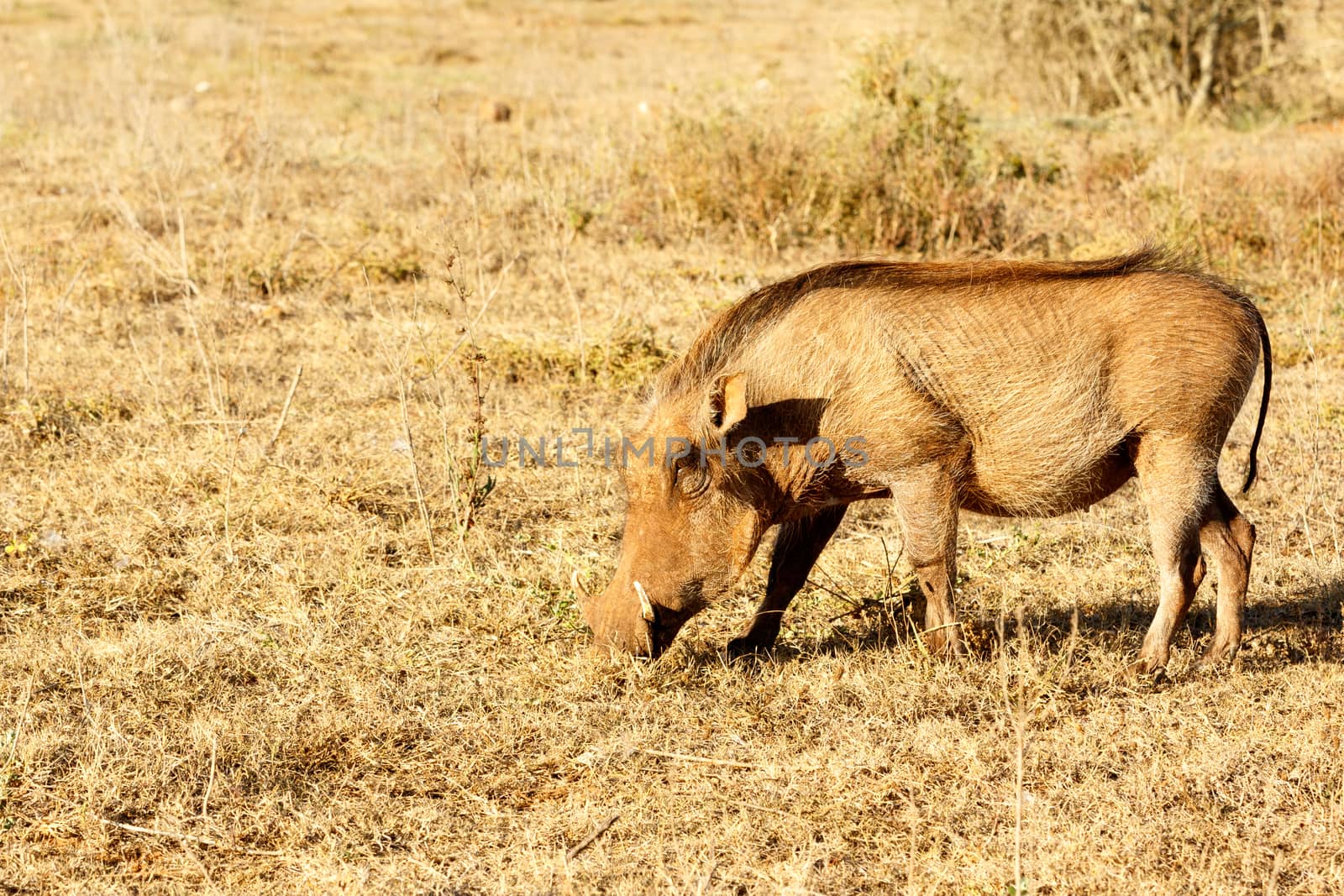 The common warthog sniffing the grass in the field.