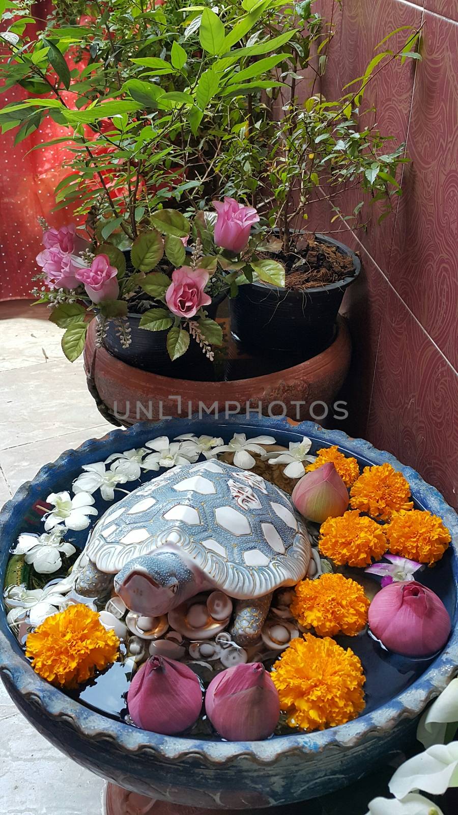 Fortune turtle in the basin. As a decoration in the house.