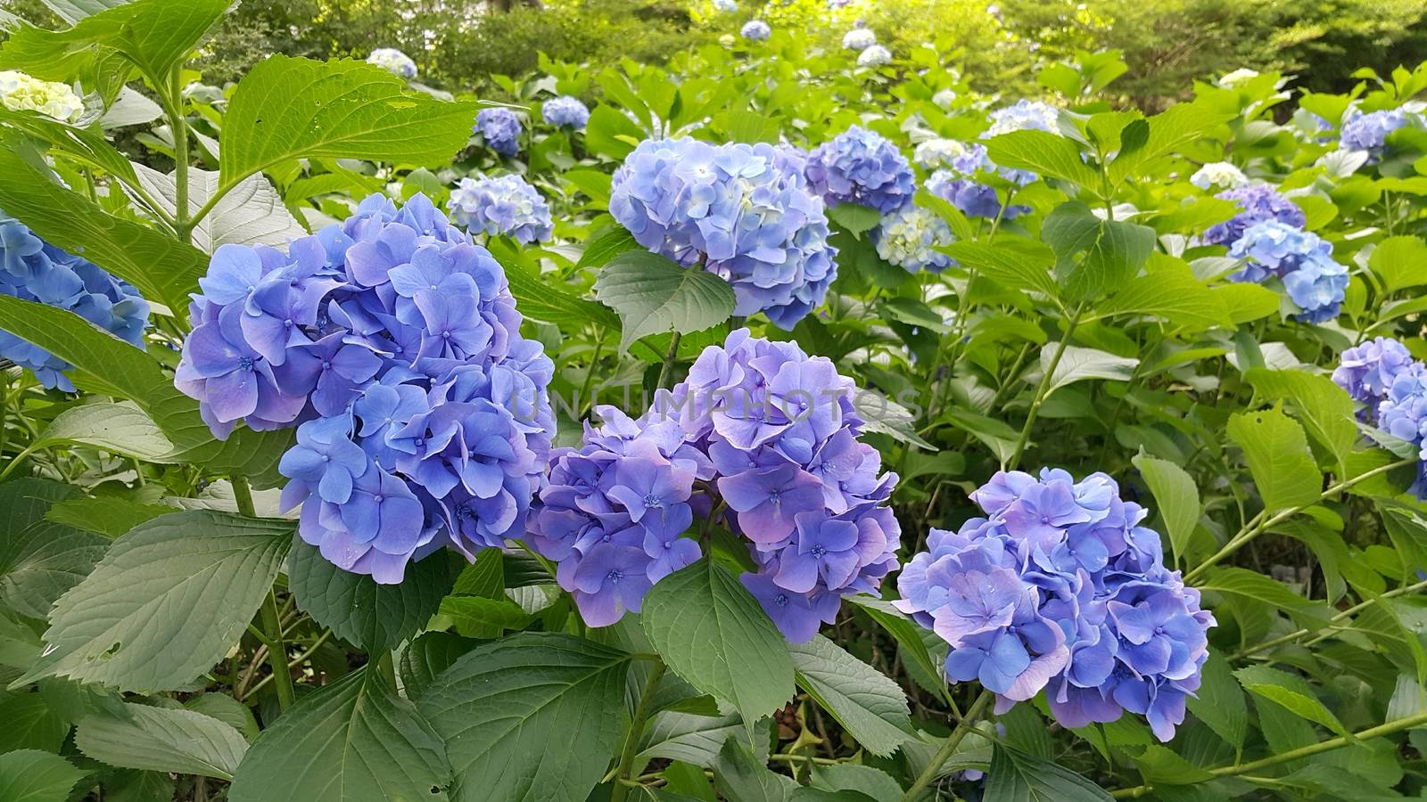 Three blue blossom, taken in Japan.