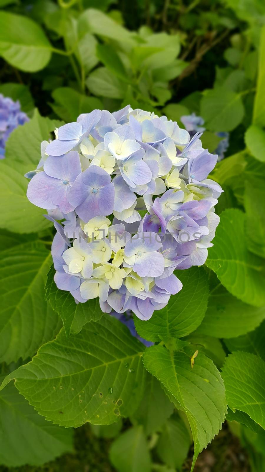 Two color blossom, taken from Japan. Kawaguchiko lake area.