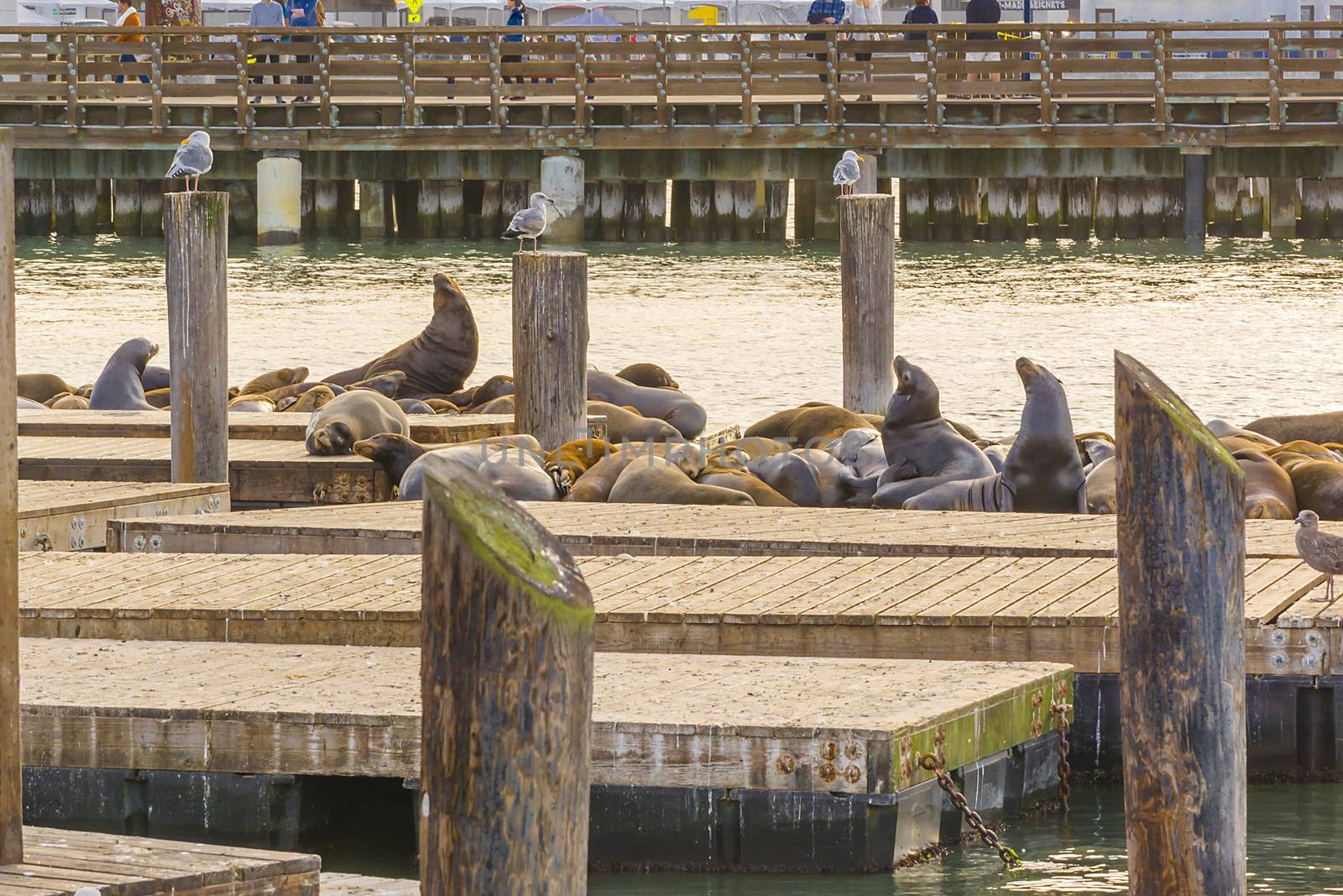 SAN FRANCISCO, CA, USA, october 23, 2016: Sea lions on Pier 39