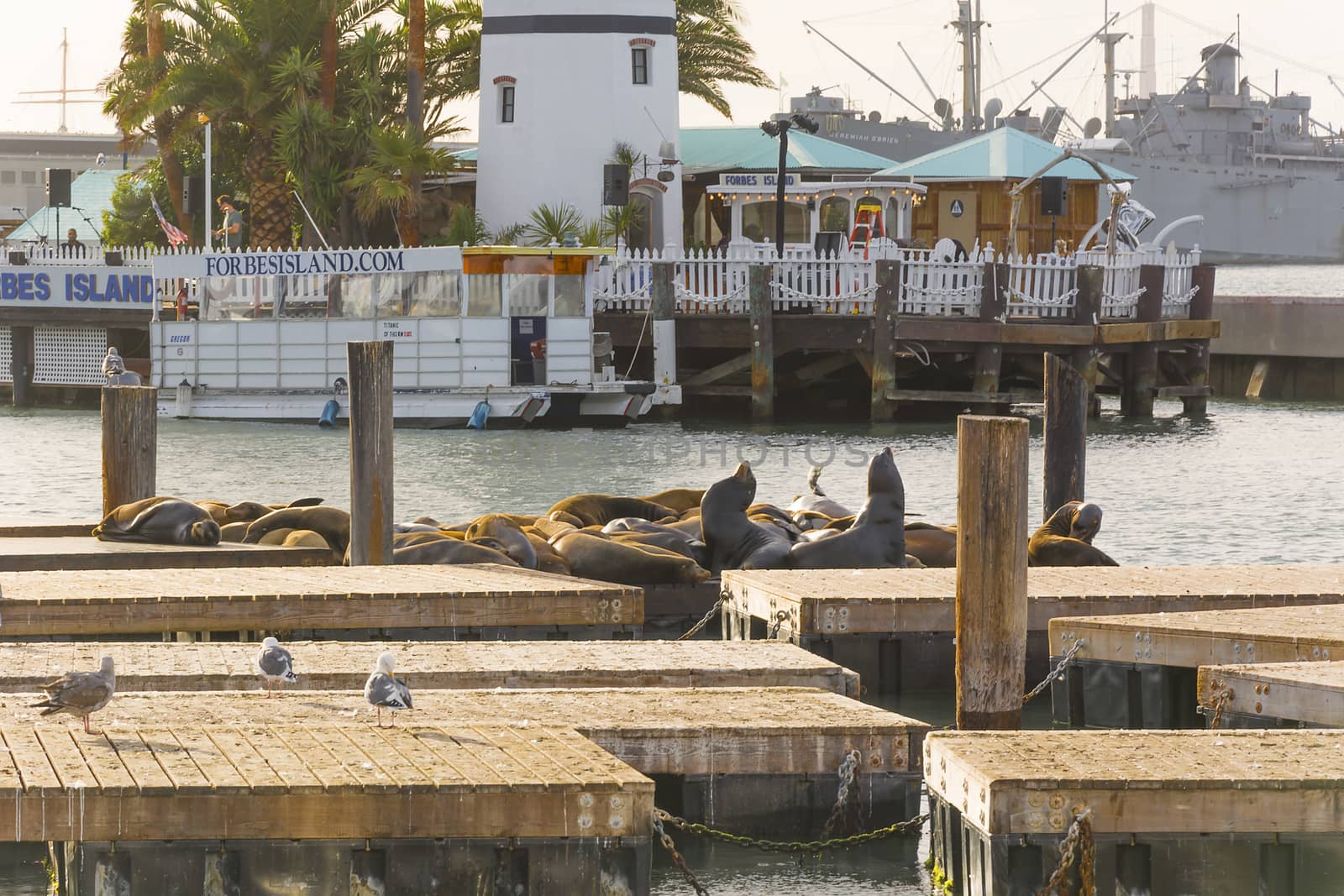San Francisco, CA, USA, October 23, 2016: The well-known Pier 39 in San Francisco with sea lions. Animals are heated on wooden platforms