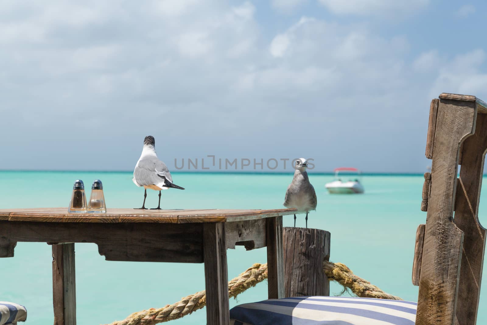 Seagulls in Aruba are ready for lunch by chrisukphoto