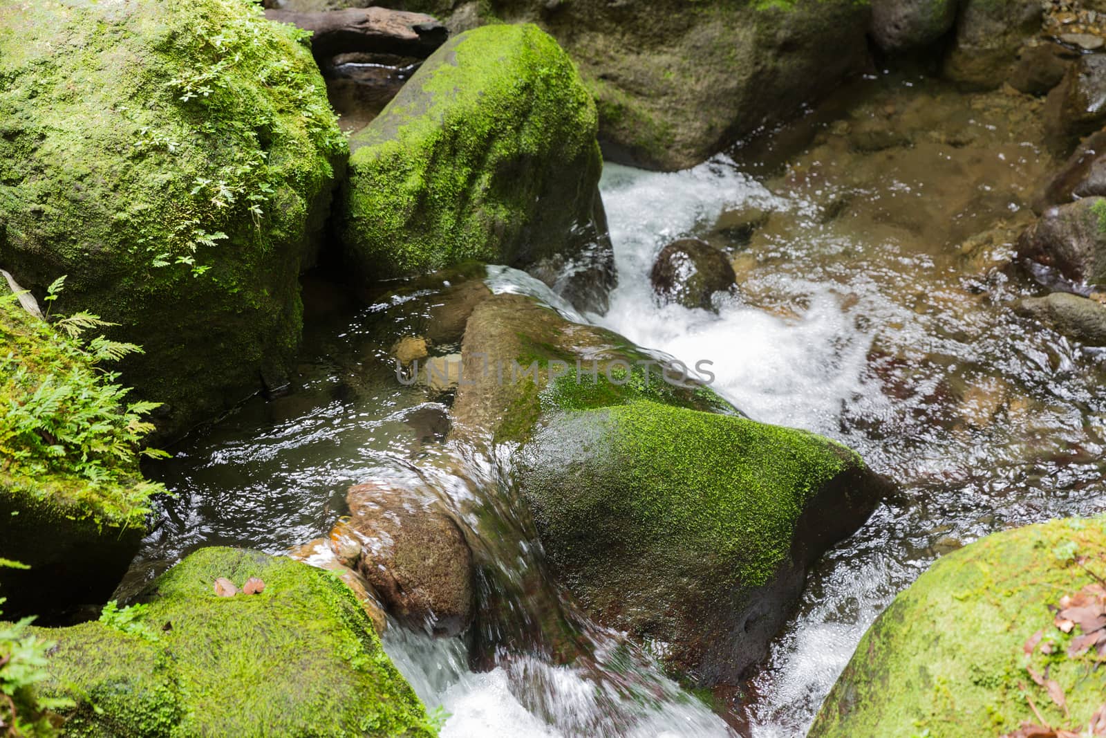 Emerald Pool, Dominica