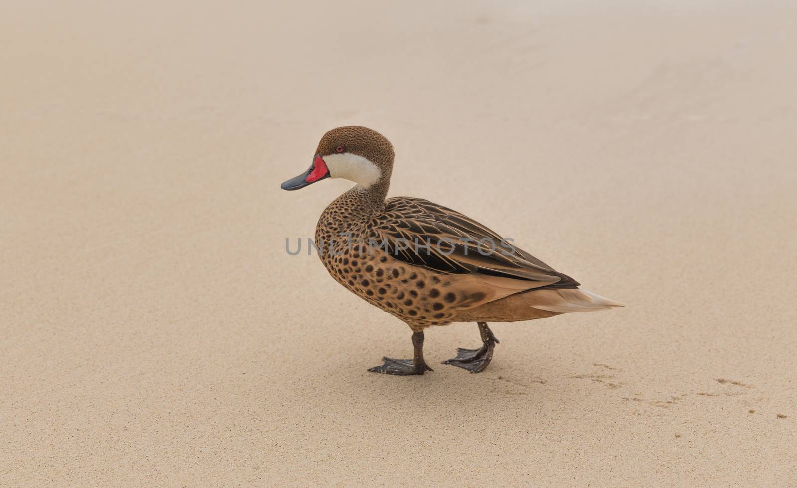 Lesser Bahama Pintail Duck on Sapphire Beach by chrisukphoto