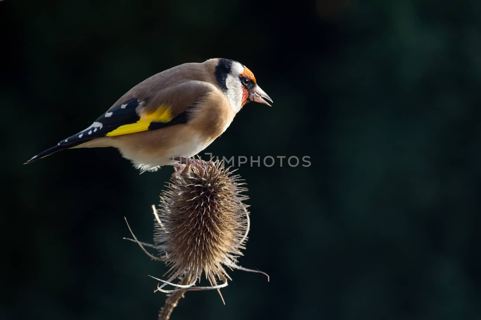 Goldfinch (Carduelis Carduelis) by IanSherriffs