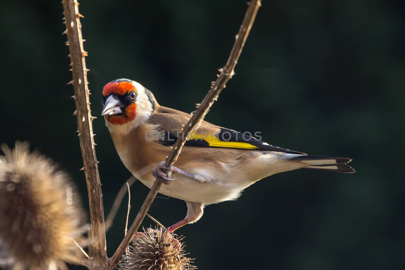 Goldfinch (Carduelis Carduelis) perched on Teasle Branch