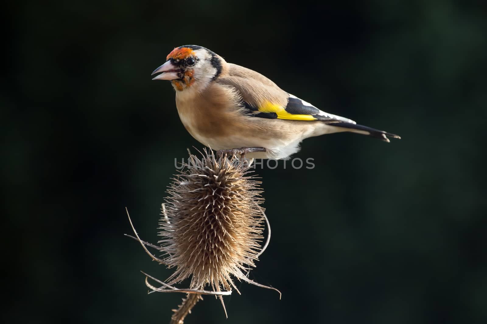 Goldfinch (Carduelis Carduelis) by IanSherriffs