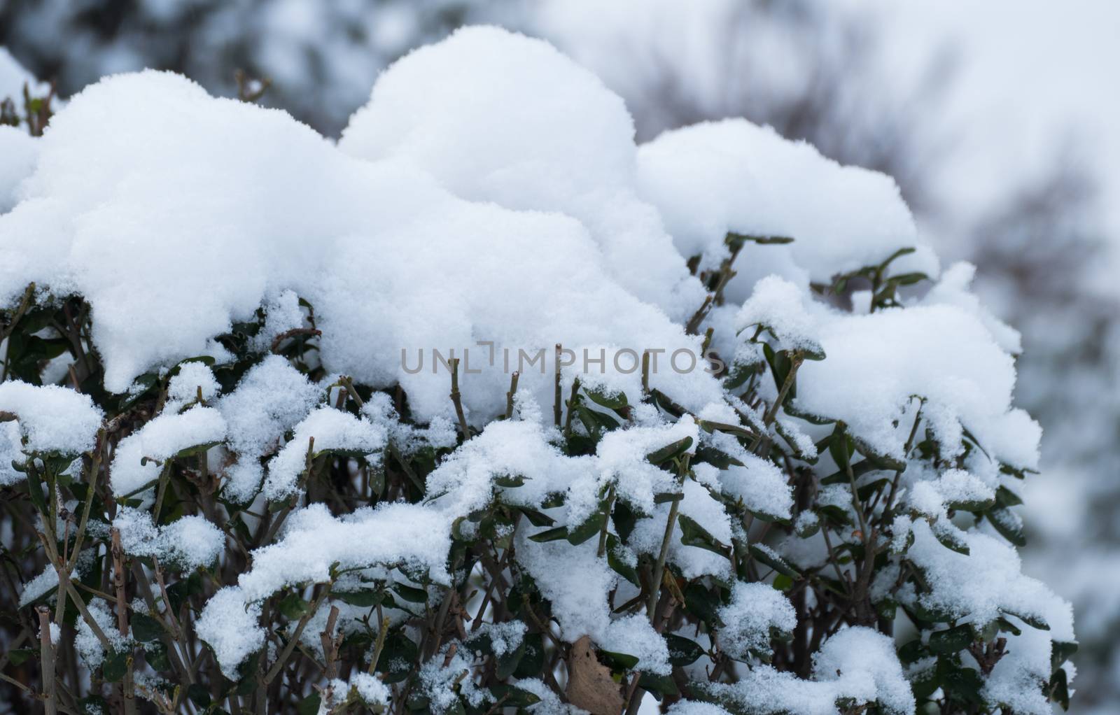 Bushes in the snow in a park in December in Moscow 2016