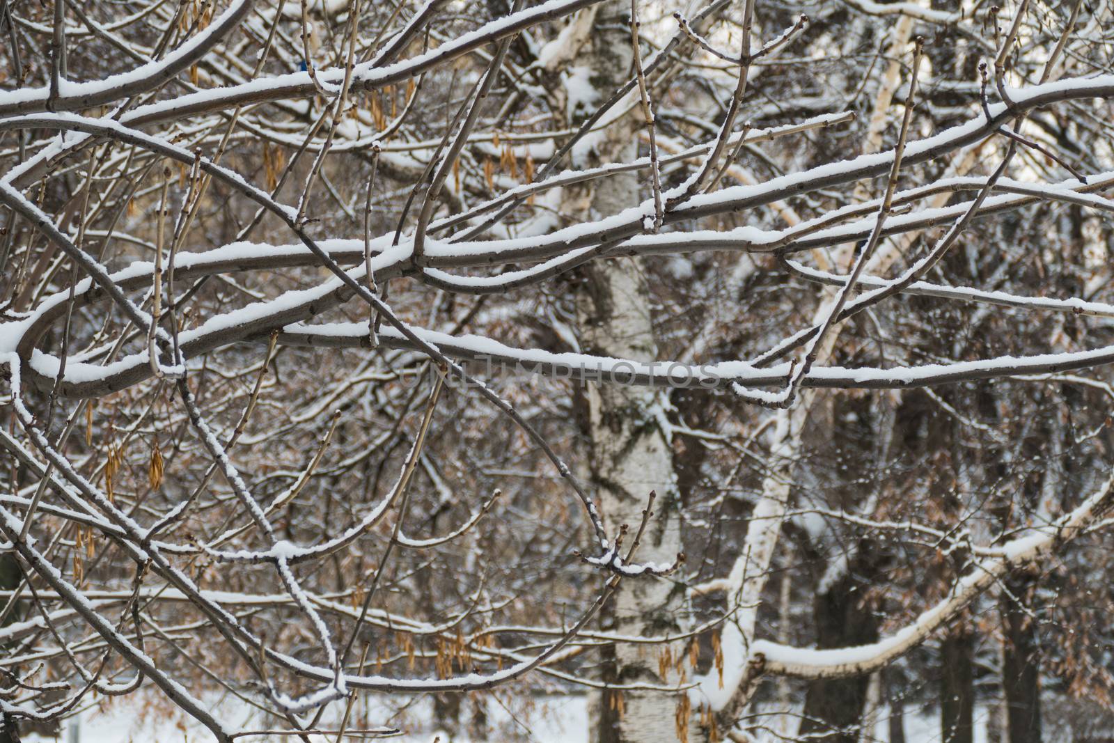 Trees in the snow in December in a park in Moscow 2016