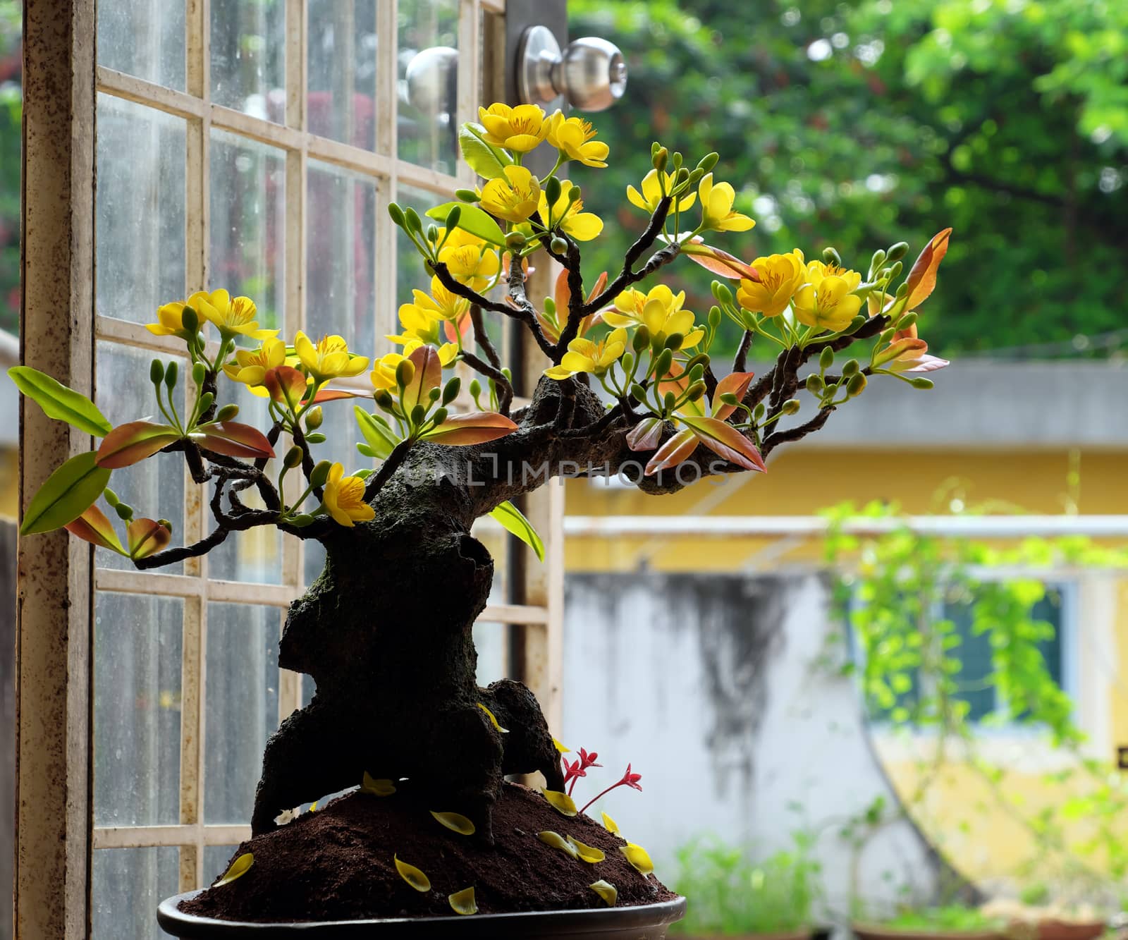 Vietnam spring flower for home decoration in springtime, handmade apricot blossom make from clay, amazing artwork with shade on white background, this kind of bonsai is tradition ornament on tet