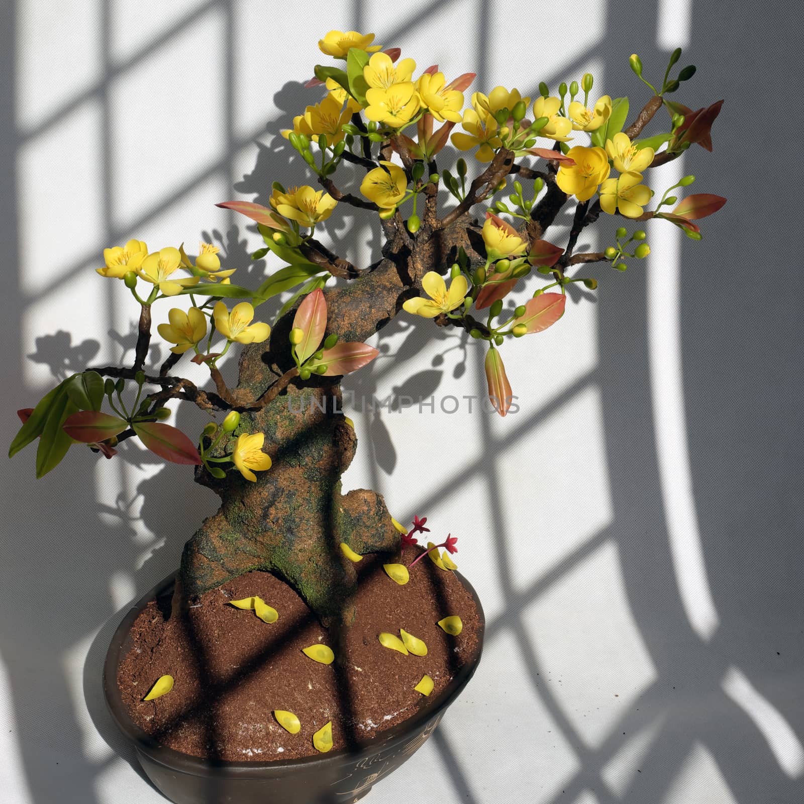 Vietnam spring flower for home decoration in springtime, handmade apricot blossom make from clay, amazing artwork with shade on white background, this kind of bonsai is tradition ornament on tet