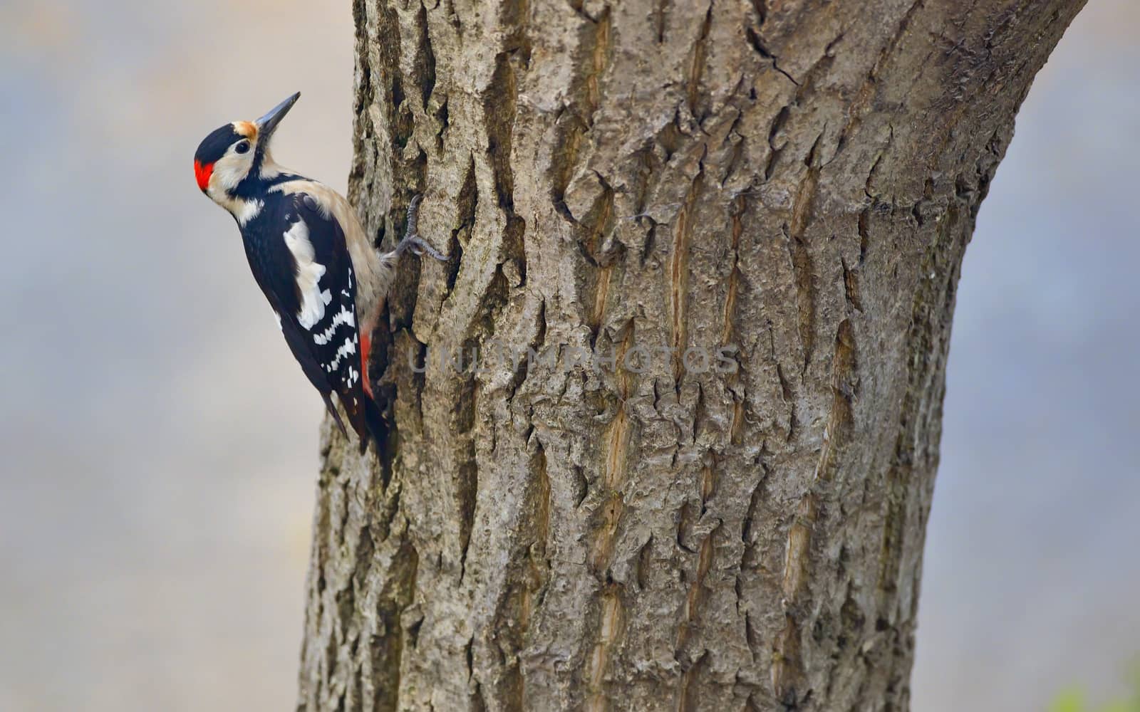 Male great spotted woodpecker (Dendrocopos major) on tree brunch