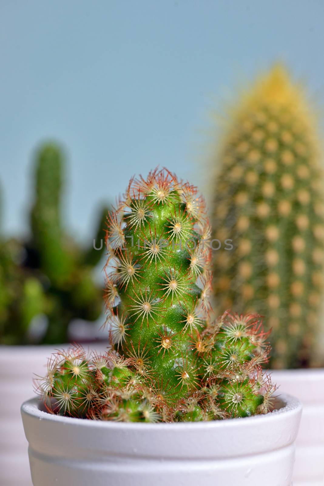 Group of Cactus in a Pot Isolated